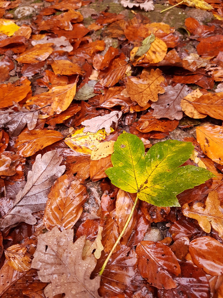 herbscht1