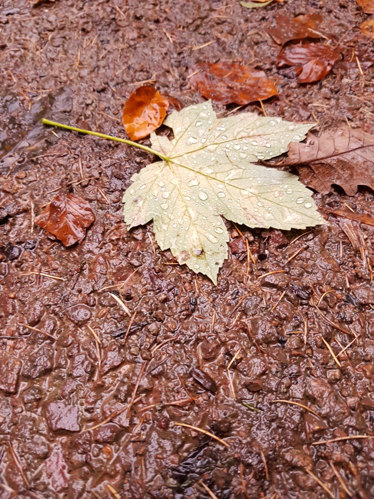 herbscht2